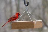 EcoTough 9x9 Tray with Northern Cardinal